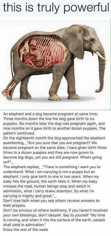 My Time Is Coming, Dog Birth, Elephant Facts, Earth People, Powerful Women Quotes, Give Birth, Baby Cross, Elephant Love, I Carry