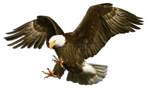 Golden Eagle Flying, Bird Of Prey Tattoo, Eagle Landing, Eagle Drawing, Eagle Images, Hawaii Wall Art, Eagle Painting, Eagle Wallpaper, Eagle Pictures