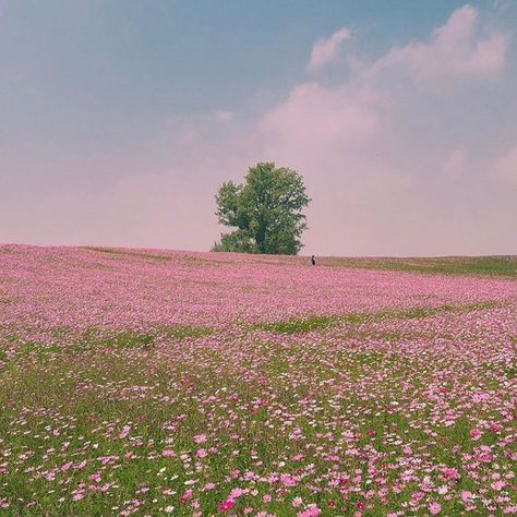 @mignonettetakespictures on Instagram: “Soft 🤍👒🍬” Woodland Dress, Crawdads Sing, Pretty Landscapes, Spring Aesthetic, Open Spaces, Nature Aesthetic, Cool Stuff, Pretty Places, Flower Field