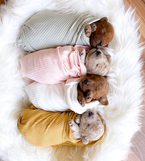 Puppy For Sale Picture Ideas, New Born Puppies Photos, Puppy Pictures For Selling, 3 Week Old Puppy Photoshoot, New Puppy Pictures, Newborn Puppies Photography, Diy Puppy Photoshoot Ideas, Puppy Newborn Photoshoot, Puppy Picture Ideas To Sell