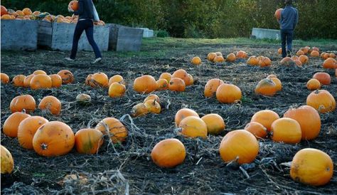 Start A Pumpkin Patch To Increase Small-Farm Profits - Hobby Farms Homestead Pumpkin Patch, Starting A Pumpkin Patch, How To Start A Pumpkin Patch, Start A Pumpkin Patch, How To Grow A Pumpkin Patch, Growing A Pumpkin Patch, How To Start A Pumpkin Patch Business, Starting A Pumpkin Patch Business, Selling Pumpkins