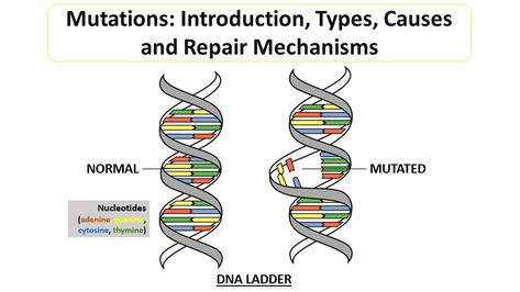 Point Mutation, Dna Polymerase, Dna Replication, Three Letter Words, Dna Sequence, Human Dna, Dna Repair, Gene Expression, Ultraviolet Light