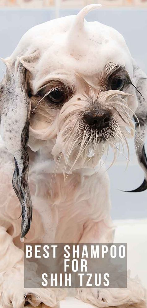 Best Shampoo For Shih Tzus – Keep Him Looking His Best! Shih Tzu Puppy Training, Dog Grooming Shih Tzu, Best Dog Shampoo, Shih Tzu Haircuts, Shitzu Dogs, Shih Tzu Grooming, Shitzu Puppies, Dog Clippers, Best Shampoo