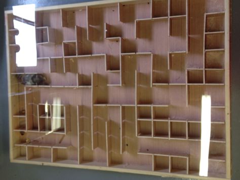 Rat Maze Diy, Rodent Enrichment, Rat Playground, Ferret Diy, Painting Stripes On Walls, Rat House, Rabbit Enclosure, Pet Rodents, Diy Pet Toys