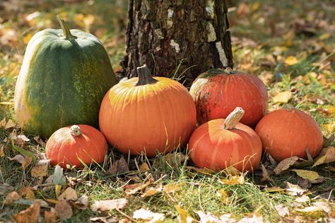 Identifying and Choosing the Best Types of Pumpkins Pumpkin Reference, Pumpkin Meaning, How To Grow Pumpkins, Grow Pumpkins, Pie Pumpkins, Spring Harvest, Types Of Pumpkins, Garden To Table, Pumpkin Varieties