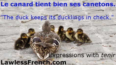 The French verb tenir, "to hold" or "to keep," is found in many idiomatic expressions, including to cherish, to stand firm, and to have a crush on. https://www.lawlessfrench.com/expressions/tenir-expressions/ Micro Managing Quotes, Micromanaging Quotes, Idiomatic Expressions, French Verbs, French Expressions, French Phrases, French Teacher, Centre Commercial, French Culture