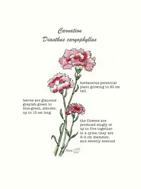 Carnations You Had Thought Were Roses, Dianthus Illustration, Carnation Quotes, Dianthus Tattoo, Carnations Growing, Carnation Dianthus, Carnation Flower Meaning, Carnation Illustration, Carnation Drawing