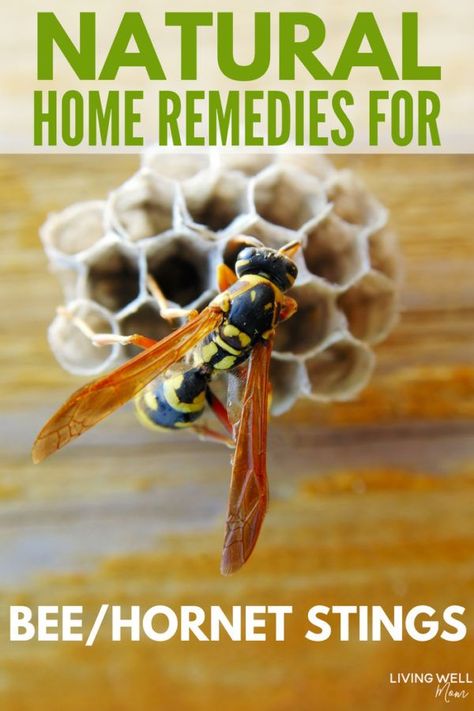 Natural home remedies for relieving pain and swelling from bee stings or wasps or hornets too quickly and effectively. #naturalremedy #summer #kids #homeremedies #essentialoils #natural Bee Sting Swelling, Wasp Sting Remedy, Hornet Sting, Remedies For Bee Stings, Wasp Stings, Natural Homes, Reduce Swelling, Bee Sting, Home Solutions