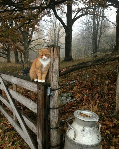 threehazels instagram Season Of The Witch, Kitty Wallpaper, Fall Feels, We Fall In Love, Autumn Cozy, Autumn Aesthetic, Cozy Fall, 귀여운 동물, Country Life