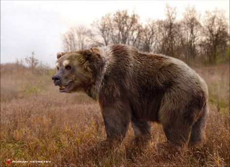 The extinct cave bear (Ursus spelaeus) had a wider heads than today’s bears and powerful shoulders and forelimbs. Males weighed up to 1,500 pounds, considerably more than the largest modern grizzlies. Ice Age Animals, Prehistoric Animals Dinosaurs, Prehistoric Planet, Early Man, Extinct Species, Cave Bear, Ancient Animals, Prehistoric Art, Paleo Art