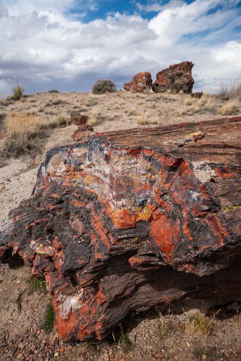 Best Things to Do in Petrified Forest National Park Crystal Forest, Petrified Forest National Park, Petrified Forest, Forest Trail, Petrified Wood, Usa Travel, Road Trips, Travel Usa, Travel Destinations