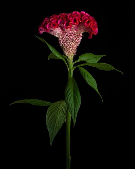 C.K.T. on Instagram: “Plumed Cockscomb  Celosia argentea var.cristata . . . . . . . . #ihavethisthingfordarkness #ihavethisthingwithflowers #botanicalphotography…” Cockscomb Flower Garden, Cockscomb Plant, Celosia Cristata, Celosia Argentea, Celosia Flower, Weird Flowers, Flower Identification, Buddha Quotes Inspirational, Everlasting Flowers