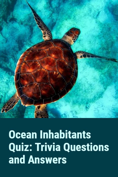 It is said that life on Earth started in the Global Ocean. The deepest depth of the ocean is still unexplored by humans. And what do we know about marine inhabitants? The Ocean inhabitants quiz includes curious questions related to this mystical and interesting topic. #quiz #quizzes #animals #trivia Animal Trivia, Animal Trivia Questions And Answers, High School Marine Biology, Ocean Jobs Marine Biology, Biology Questions And Answers, Baby Quiz, Famous Marines, Ocean Names, Marine Biology Book