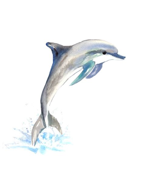 Dolphin Pictures, Dolphin Drawing, Dolphin Decor, Dolphin Wall Art, Dolphin Painting, Dolphins Tattoo, Dolphin Art, Creation Art, Watercolor Ocean