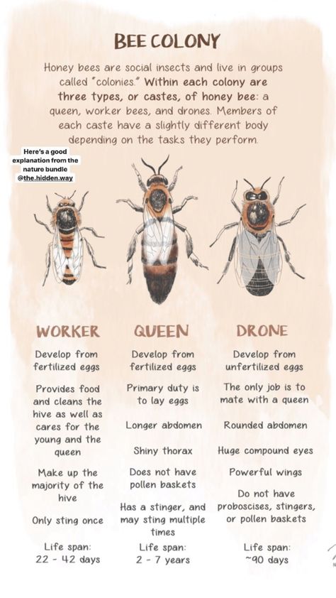 Bee Information, Types Of Honey Bees, Diy Beekeeping, Types Of Bellies, Backyard Bees, Honey Bee Farming, Honey Bee Facts, Honey Bees Keeping, Bee Farming