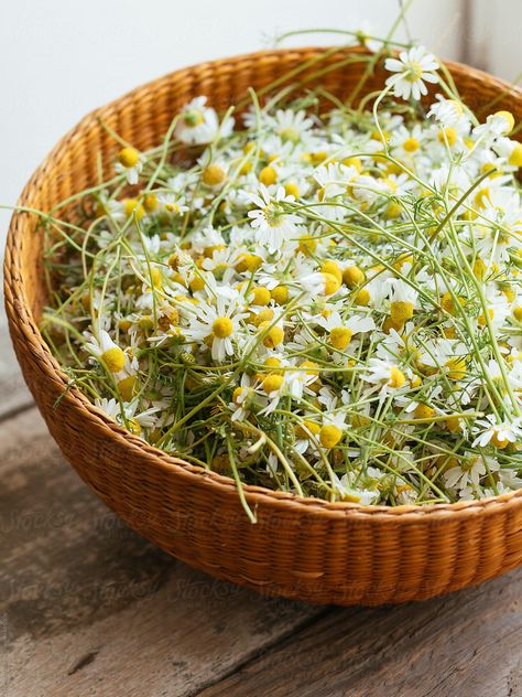 Diy Dried Flowers, Dried Chamomile, Flowers In Basket, Witchy Journal, Drinking Chocolate, Evening Rituals, Chamomile Flowers, Healthy Chocolate, Chocolate Drinks