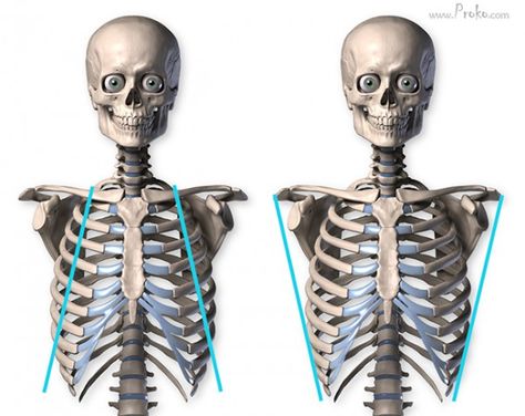 Human Skeleton Anatomy, Human Muscle Anatomy, Anatomy Bones, Shoulder Bones, Skeleton Anatomy, Anatomy Sculpture, Anatomy Tutorial, Human Bones, Human Anatomy Drawing