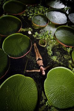 Japanese Zen Garden, Japanese Zen, Kew Gardens, Alam Yang Indah, Isle Of Wight, Zen Garden, Shade Garden, Lily Pads, Green Plants