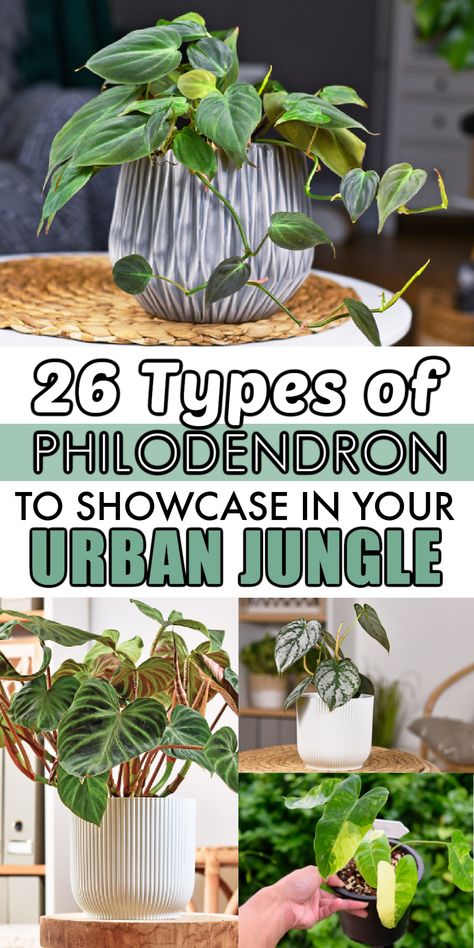 25 Types of Philodendron: A Beloved Houseplant of Gardeners Philodendron Plant Varieties, Unique Philodendron, Philodendron Types, Philodendron Varieties, Pot Arrangements, Philodendron Melanochrysum, Philodendron Scandens, Philodendron Plant, Plant Varieties