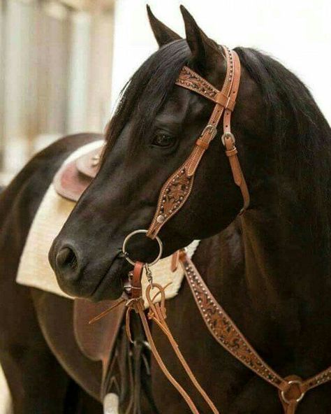 Western Bridles, Horse Photo, Horse Western, Girl Time, Western Horse Tack, American Quarter Horse, Black Horses, Horse Ranch, Incredible Creatures