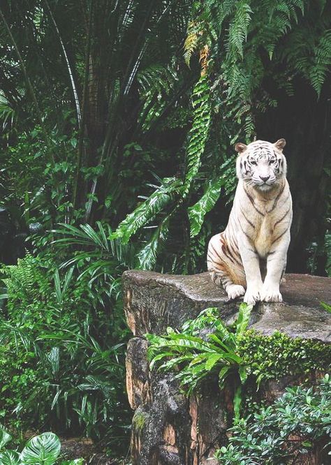 White Tigers, Photography Animals, Tiger Wallpaper, White Tiger, Large Cats, Animal Wallpaper, Animal Planet, Animal Photo, Beautiful Cats