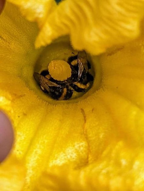 Bee's sleeping in a pumpkin flower 🌼 Bee Sleeping In Flower, Pumpkin Flower, Veg Garden, A Pumpkin, Bumble Bee, A Flower, Tulips, Insects, Bee