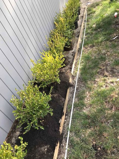 Japanese Boxwood Front Yard, Japanese Boxwood Landscaping, Gem Boxwood, Winter Gem Boxwood, Buxus Microphylla, Bobo Hydrangea, Boxwood Shrubs, Japanese Boxwood, Cold Climate Gardening