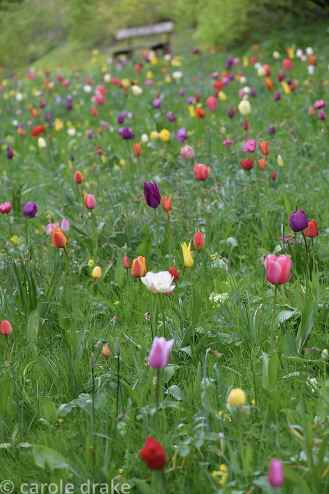 Tulip Meadow, Planting Tulips, Spring Bulbs, The Meadows, Landscape Ideas, Drake, Garden Ideas, The Old, Tulips