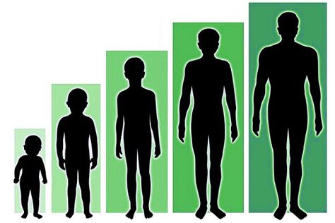 Human height has been a prominent subject of extensive research in various scientific disciplines due to its easy measurement, relatively stable nature in adulthood, and distribution pattern. Height is considered a quantitative trait influenced by a combination of genetic and environmental factors. While genetic factors are beyond our control, numerous environmental factors can significantly impact […] Natural Steps, Human Height, Joy Bauer, Height Growth, Grow Taller, Child Psychology, Bones And Muscles, Environmental Factors, Growth Hormone