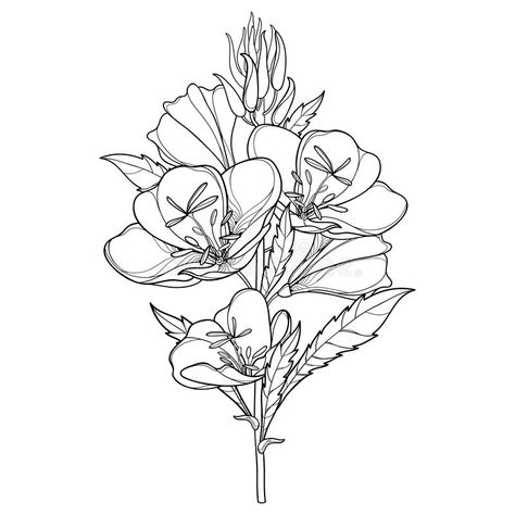 Vector stem of outline ornate Oenothera or evening primrose flower bunch with bud and leaf in black isolated on white background. Contour ornamental garden royalty free illustration Evening Primrose Drawing, Evening Primrose Tattoo, Primrose Flower Drawing, Primrose Tattoo, Floral Linework, Hunger Games Tattoo, Games Tattoo, Evening Primrose Flower, Primrose Flower