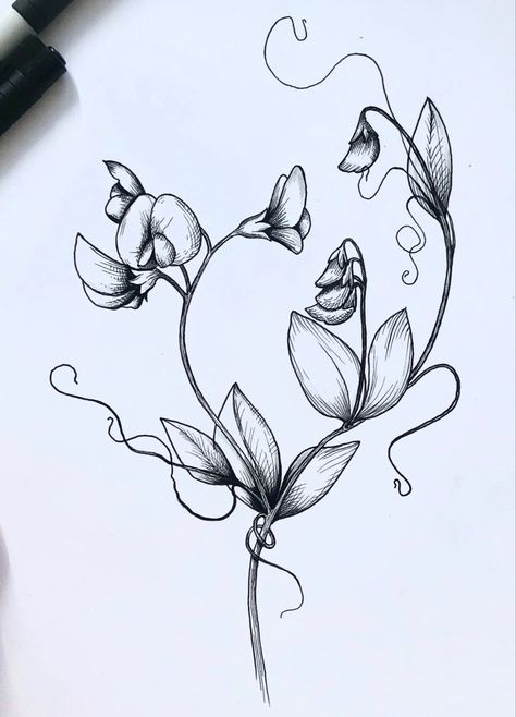 Graphic black and white sketch for tattoo, sweet pea flower Sweetpea Tattoo Black And White, Sweet Pea Vine Tattoo, Charli Tattoo, Tattoo Sweet Pea, Hummingbird Tattoo Black And White, Sweet Pea Tattoo Design, Braids Bob With Beads, Flower Tattoos Black And White, Sweet Pea Drawing