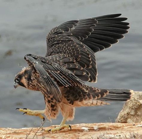 Bird Wings Reference Photo, Peregrine Falcon Wings, Peregrine Falcon Photography, Peregrine Falcon Aesthetic, Nordic Creatures, Peregrine Falcon Art, Falcon Aesthetic, Falcon Photography, Lanner Falcon