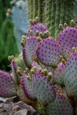 The flat paddles of the Santa Rita prickly pear blush red-purple when stressed by cold or lack of water. How To Grow Cactus, Nature Club, Purple Cactus, Cactus Seeds, Cactus Planta, Pear Cactus, Prickly Pear Cactus, Organic Art, Santa Rita