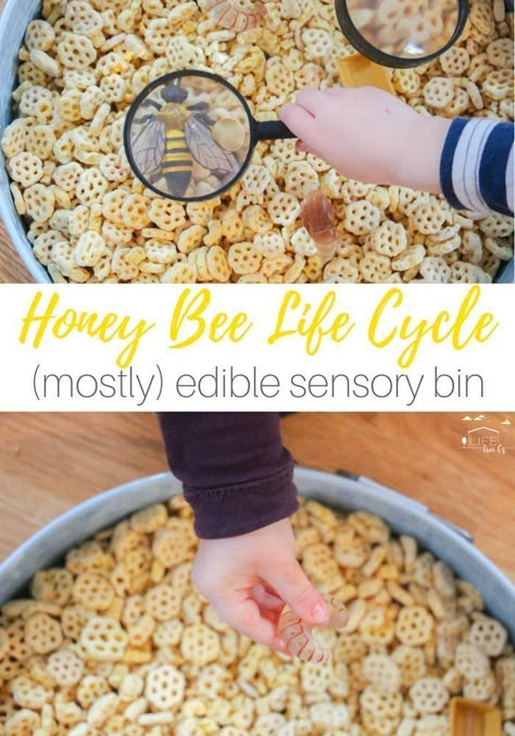 Bees Sensory Play, Life Cycle Sensory Bin, Nursery Curriculum, Edible Sensory, Honey Bee Life Cycle, Honeycomb Cereal, Insect Study, Bee Project, Science Homeschool