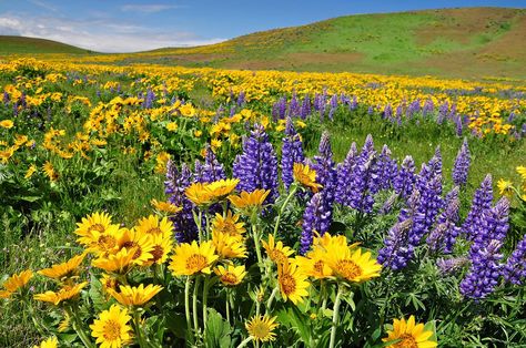 Montana Wildflowers, Colorado Wildflowers, Yellow Wildflowers, Mountain Ranch, Beautiful Scenery Pictures, Nature Pics, Scenery Pictures, Through The Looking Glass, Purple Backgrounds