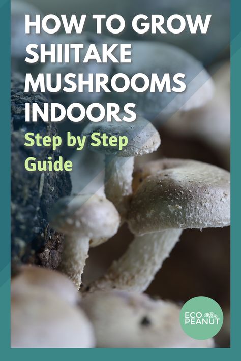 Growing Mushrooms Indoors, Growing Shiitake Mushrooms, Fungi Recipe, Shitake Mushrooms, Growing Vegetables Indoors, Grow Mushrooms, Growing Mushrooms At Home, Mushroom Kits, Mushroom Cultivation