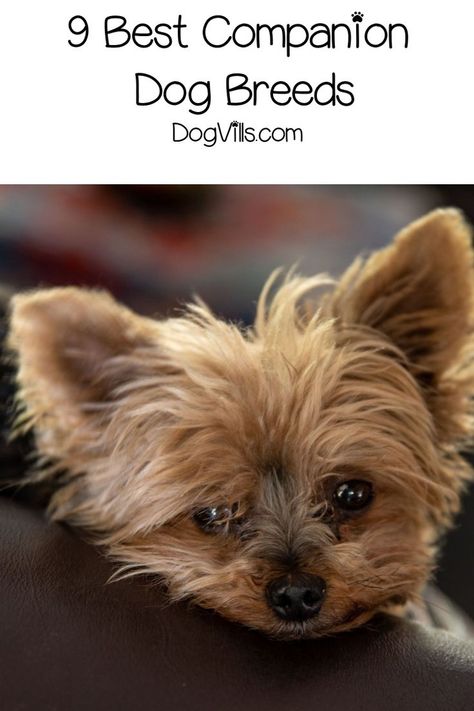 Are you looking for the best companion dog breeds that will stay with you no matter what? You'll love these 9 best pals for life! Check them out! Adoption Tips, Yorkie Hairstyles, Adopt Dog, Yorkie Terrier, Dog Personality, Most Popular Dog Breeds, Dog Facts, Companion Dog, Best Dog Breeds