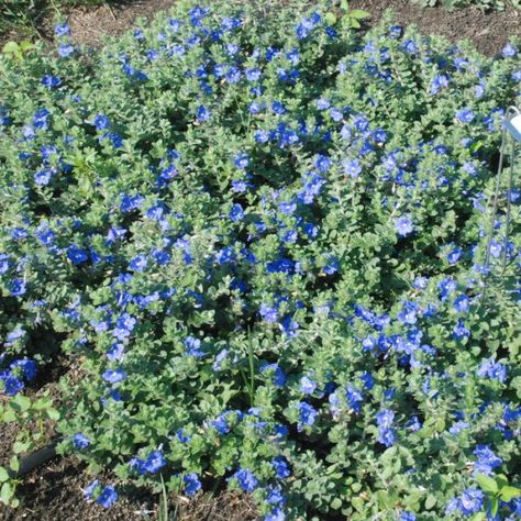 Blue Daze Plant, Plant Notes, Florida Plants, Yard Maintenance, Florida Gardening, List Of Flowers, Home Landscaping, Front Yard Landscaping Design, Ground Cover