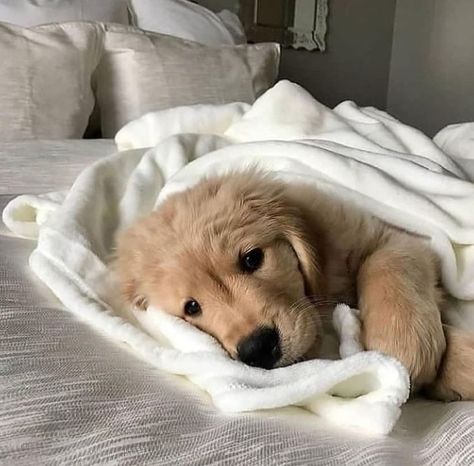 Jun 10, 2021 - This Pin was discovered by Lils. Discover (and save!) your own Pins on Pinterest Cutee Animals, Weekend Mood, Very Cute Dogs, Really Cute Dogs, Cute Dog Pictures, Baby Animals Pictures, Cute Little Puppies, Retriever Puppy