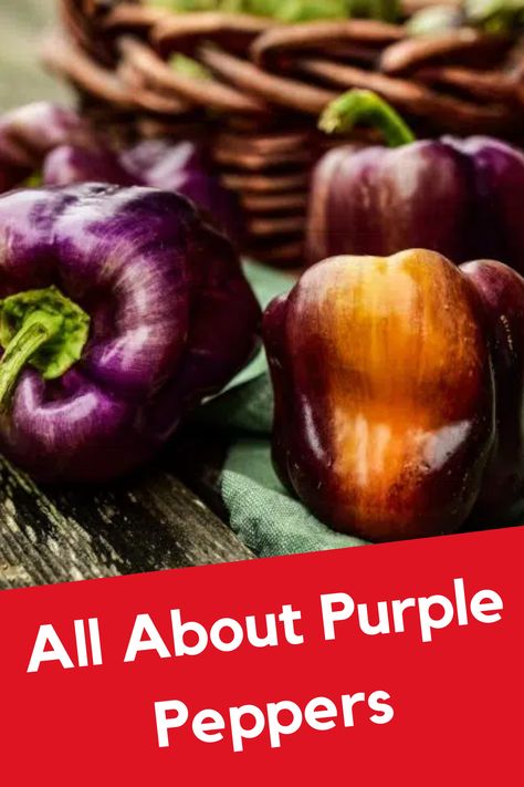 Recipes Using Purple Bell Peppers, Purple Peppers Recipe, Purple Bell Pepper Recipe, Purple Bell Pepper, Types Of Purple, Purple Pepper, Sweet Pepper Recipes, Bhut Jolokia, Bell Pepper Recipes