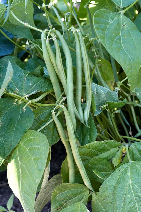 How to Grow Green Beans Your Family Will Beg For Canning Beans, Growing Green Beans, Growing Beans, Fast Growing Vegetables, Snap Beans, Bean Varieties, Bean Plant, Bush Beans, Dry Beans