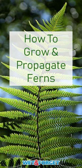 Learn how to grow, care for and propagate ferns with our guide! Propagate Ferns, Ferns Care, Ferns Garden, Making Plant Pots, Garden Activities, Fern Plant, Home Vegetable Garden, Landscaping Tips, Indoor Gardening