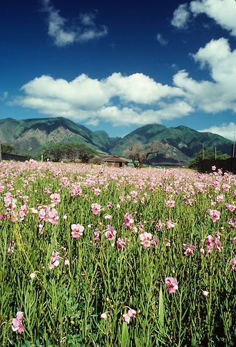 Field of Orchids, Maui, Hawaii Orchid Field, Island Life Style, Poster Size Prints, Photo Puzzle, Maui Hawaii, Flower Field, Large Picture, Picture Photo, Beautiful World