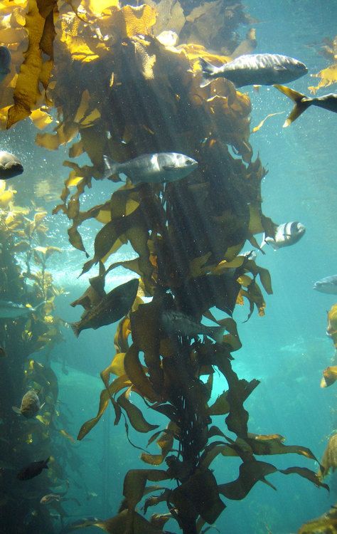 Brown Algae, Kelp Forest, Sea Plants, Monterey Bay Aquarium, Underwater Art, Sea Otter, Ocean Creatures, Marine Animals, Underwater Photography