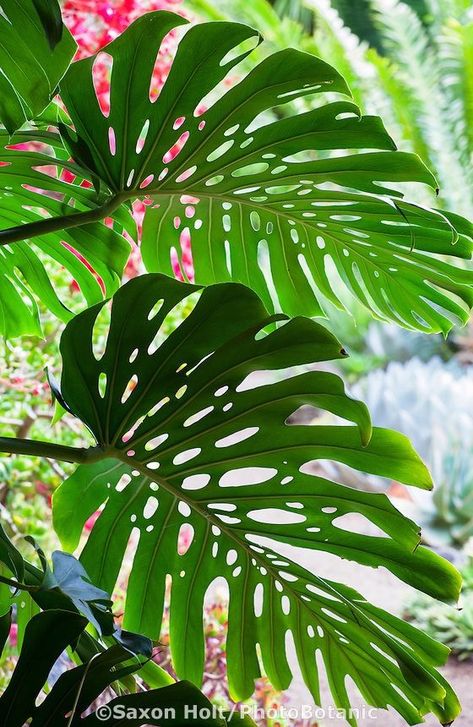 Tropical Plants Photography, Tropical Flowers Photography, Rainforest Design, Rainforest Foliage, Rainforest Flowers, Deliciosa Plant, Garden Library, Rainforest Plants, Tropical Painting