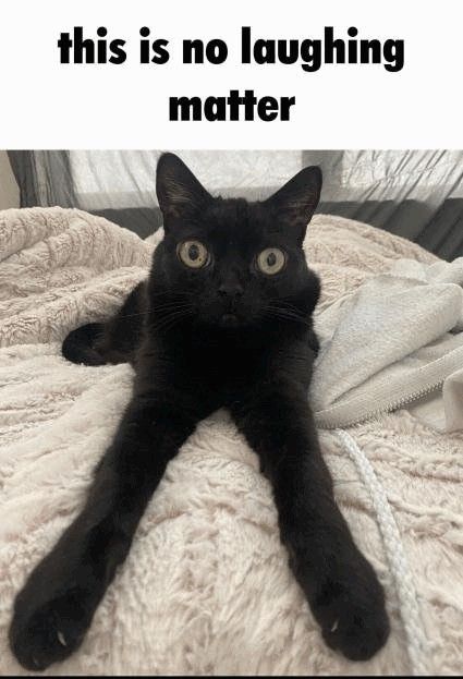 Silly Cars, Silly Kitties, Funny Looking Cats, Ugly Cat, Silly Cats Pictures, Cat Meme, Funny Captions, Cat Boarding, Silly Animals