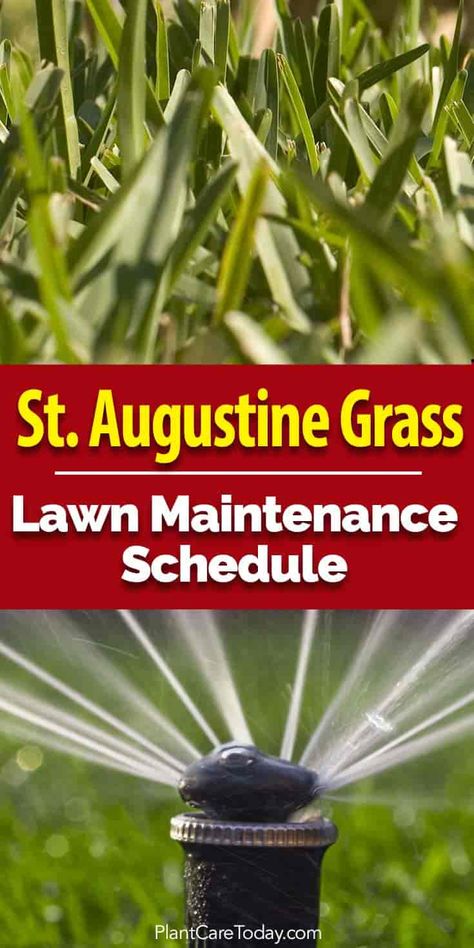 St Augustine grass care covers maintenance, best fertilizer, when to schedule feeding, root rot and watering of this popular Florida St Augustine Grass Care Florida, St Augustine Grass Care, Lawn Maintenance Schedule, Grass Fertilizer, St Augustine Grass, Mowing Lawn, Flower Bed Decor, Landscaping Grasses, Lawn Care Schedule