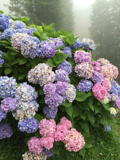 Million Flowers, Hydrangea Garden, Flowers Photography Wallpaper, Planting Hydrangeas, Oil Painting Flowers, Hydrangea Flower, Photography Wallpaper, Love Flowers, Flowers Photography