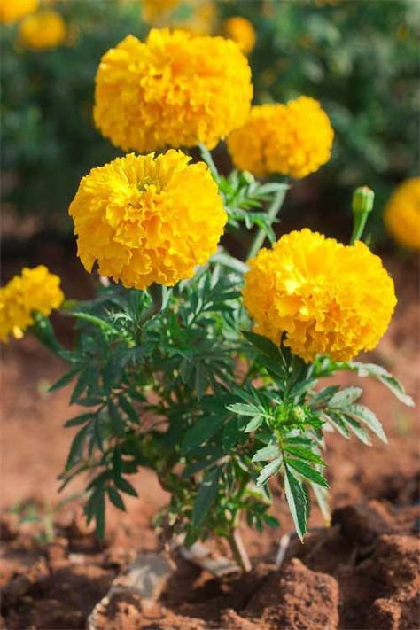 #marigold #flowers #nature #flower #garden #marigoldflower #marigolds #naturephotography #plants #gardening #orange #calendula #flowersofinstagram #flowerphotography #flowerstagram #photography #bhfyp #macro #marigoldflowers #tagetes #india #summer #marigoldbsd #zinnia #diadelosmuertos #bunga #benih #mataminus #marigoldseeds #sayuran Planting Marigolds, Marigold Flowers, Meteor Garden 2018, Wallpaper Flower, Flower Farmer, Marigold Flower, Flower Therapy, Plant Nursery, Medicinal Plants