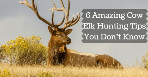 cow elk hunting tips Elk Hunting Tips, Cow Elk, Whitetail Deer Hunting, Hunting Guide, Turkey Hunting Gear, Deer Camp, Game Hunting, Coyote Hunting, Deer Hunting Blinds